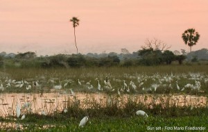 ecopackages pantanal