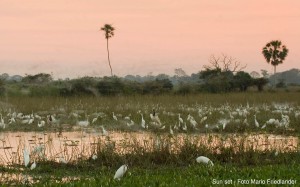 ecopackages pantanal