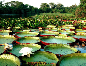 PRIVATE MANAUS Full Day Boat Tour with Meeting of the Waters Cruise Ship Passengers