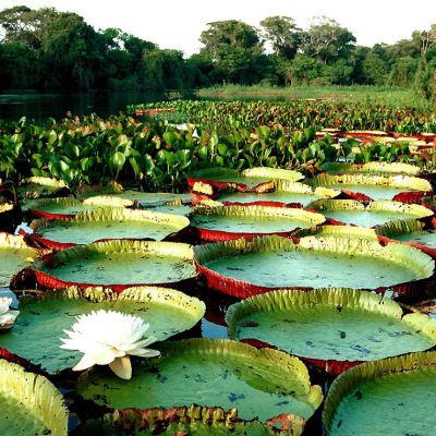 PRIVATE MANAUS Full Day Boat Tour with Meeting of the Waters Cruise Ship Passengers